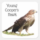 Search for hawk stickers Nature
