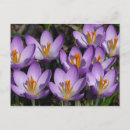 Search for spring crocus horizontal postcards Nature
