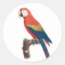 Search for vintage bird illustration stickers Parrot
