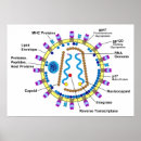 Search for hiv aids posters Retrovirus