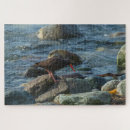 Search for oyster puzzles Beach