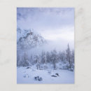 Search for spruce postcards Nature