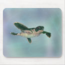 Search for turtle babies electronics Animals