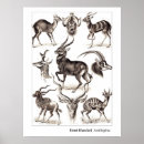 Search for ernst haeckel posters Forms in nature