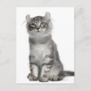 Search for curls postcards Cute