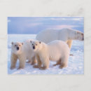 Search for pack postcards Carnivore