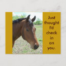 Search for morgan horizontal postcards Horse