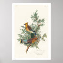 Search for cedar posters Bird