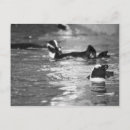 Search for black and white penguin postcards Wildlife