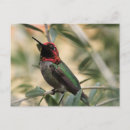 Search for anna postcards Bird