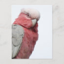 Search for galahs postcards Cockatoo