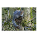 Search for grey posters Mammal