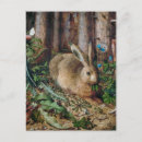 Search for hare postcards Hare in the forest