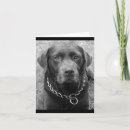 Search for chocolate labrador retriever cards Puppy