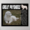 Search for great pyrenees art Puppies