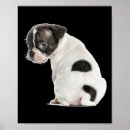 Search for dog anatomy posters Magic
