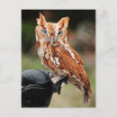 Search for asio Bird