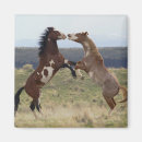 Search for stallions magnets Danita delimont