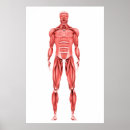 Search for medical illustration posters 3d