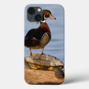 Search for duck ipad cases Danita delimont