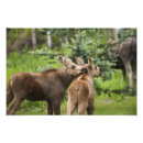 Search for cute moose posters Animals
