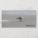 Search for sanderling Birds