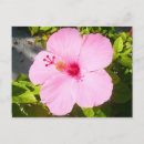 Search for hibiscus flower postcards Pink