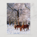 Search for thoroughbred cards Snow