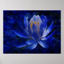 Search for blue lotus posters Lily