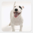 Search for animal body part stickers Vertical