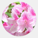 Search for azalea stickers Nature