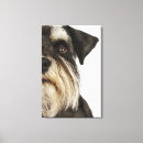 Search for miniature canvas prints Domestic animals