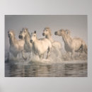 Search for galloping posters Farm