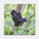 Search for species magnets Gorilla