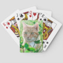 Search for eyes playing cards Cat