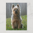 Search for silky postcards Dog