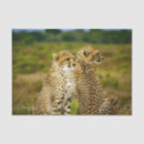 Search for cheetah tissue paper Africa