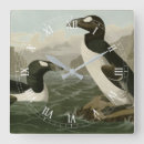 Search for auk art Illustration