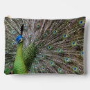 Search for peacock accessories Blue