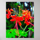 Search for native plants posters Tree