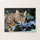 Search for bengal cat puzzles Kitty