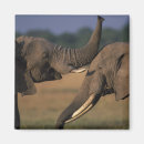 Search for game reserve magnets Close up
