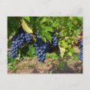 Search for purple grapes postcards Grapevine