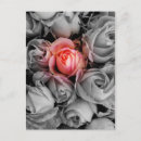 Search for unique postcards Pink