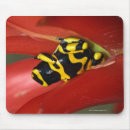 Search for poison mouse mats Animal
