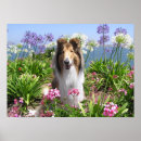 Search for rough posters collies