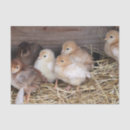 Search for chickens photography Chicks