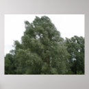 Search for treetops posters Leaves