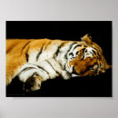 Search for big cats art Orange