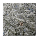 Search for blossom tiles Plant